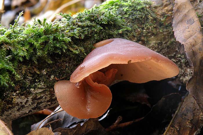 黑木耳：膳食纖維的含量，在菇類中出類拔萃